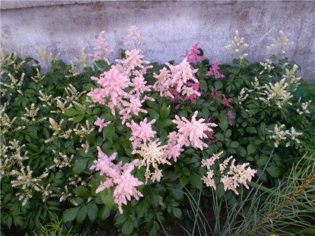 astilbe